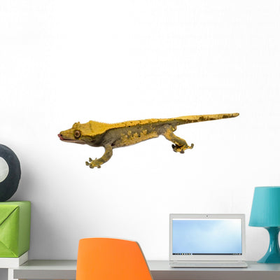 Lizard Crested Gecko White Wall Decal shown on a wall