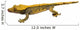 Lizard Crested Gecko White Wall Decal