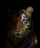 Bengal Tiger Head Wall Decal