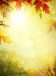 Autumn Leaves Backgrounds; Colorful Foliage In The Autumn Park Wall Decal