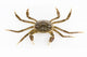 Living Hairy Crab Wall Decal