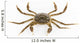Living Hairy Crab Wall Decal