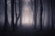 Path through Dark Forest Wall Decal