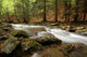 River In The Wood Wall Decal