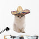 Kitten Wearing Sombrero Wall Decal