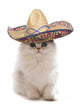 Kitten Wearing Sombrero Wall Decal