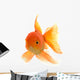 Goldfish on White Background Wall Decal