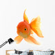 Goldfish on White Background Wall Decal