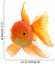Goldfish on White Background Wall Decal