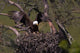 Landing On The Nest Wall Decal