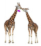 Loving Giraffes White Wall Decal