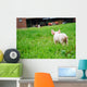 Ferkel von hinten, draussen auf einem Bauernhof Wall Mural