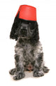 Cocker Spaniel Dog Wearing A Fez Hat Wall Decal