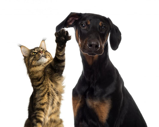 Cat Pawing Dog Ear Wall Decal