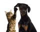 Cat Pawing Dog Ear Wall Decal