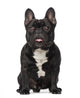 French Bulldog Dog Wall Decal