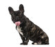 French Bulldog Puppy 1 Wall Decal