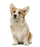 Welsh Corgi Pembroke Wall Decal