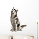 Siberian Husky Wall Decal