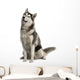 Siberian Husky Wall Decal