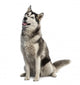 Siberian Husky Wall Decal