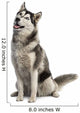Siberian Husky Wall Decal
