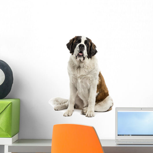 Saint-Bernard Sitting Wall Decal