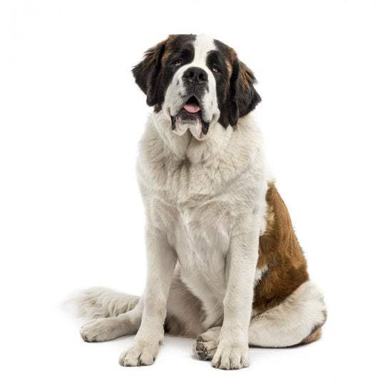 Saint-Bernard Sitting Wall Decal