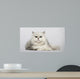 Persian 2 Years Old Wall Decal
