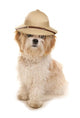 Safari Shih Tzu Dog Wall Decal