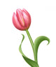 Pink Tulip Flower Wall Decal