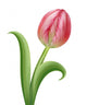 Pink Tulip Flower Illustration 2 Wall Decal