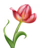 Pink Tulip Flower Illustration Wall Decal