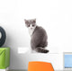 Kitten on a White Background. Gray Kitten Wall Decal