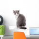 Kitten on a White Background. Gray Kitten Wall Decal