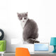 Kitten on a White Background. Gray Kitten Wall Decal