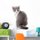Kitten on a White Background. Gray Kitten Wall Decal