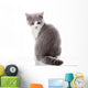 Kitten on a White Background. Gray Kitten Wall Decal