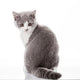 Kitten On A White Background. Gray Kitten Wall Decal 2
