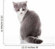Kitten on a White Background. Gray Kitten Wall Decal