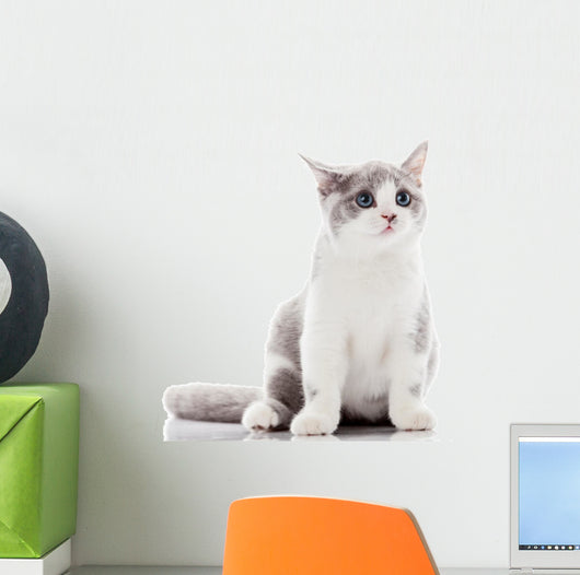 Kitten on a White Background. Gray Kitten Wall Decal