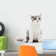 Kitten on a White Background. Gray Kitten Wall Decal