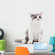 Kitten on a White Background. Gray Kitten Wall Decal