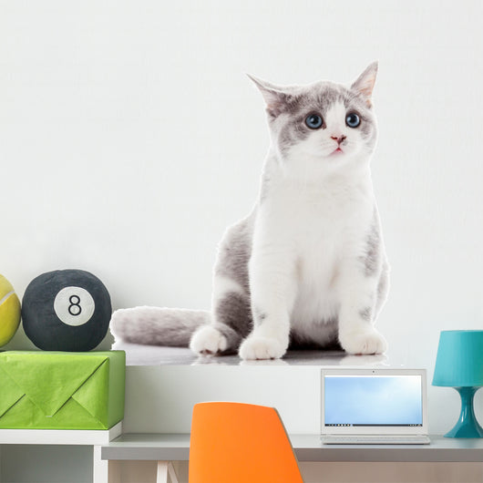 Kitten on a White Background. Gray Kitten Wall Decal