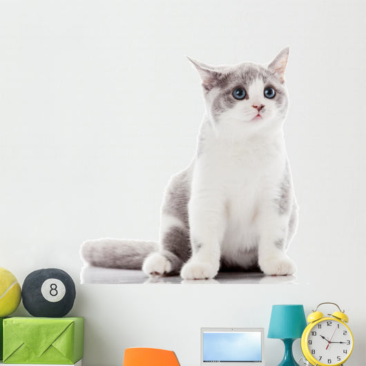 Kitten on a White Background. Gray Kitten Wall Decal