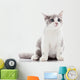 Kitten on a White Background. Gray Kitten Wall Decal
