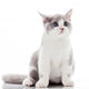 Kitten On A White Background. Gray Kitten Wall Decal