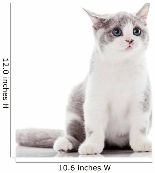 Kitten on a White Background. Gray Kitten Wall Decal