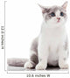 Kitten on a White Background. Gray Kitten Wall Decal