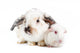 Rabbit And Guinea Pig Wall Decal